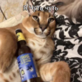 Шлёпа