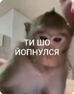 🌟 GIFS by @pon_search_bot, стікер Telegram 5 з 50