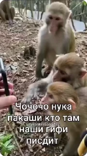 🌟 GIFS by @pon_search_bot, стікер Telegram 17 з 50