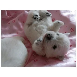 🐶 mood by @notcrystalcastles, sticker Telegram 14 sur 103
