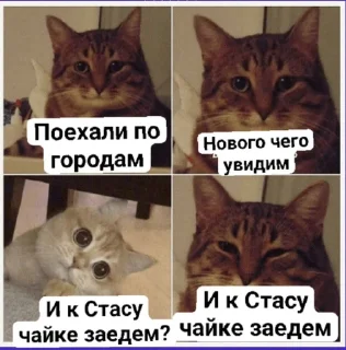 😽 Чацка оборжацка, стікер Telegram 17 з 113