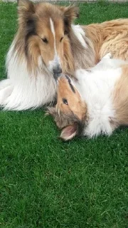 Колли