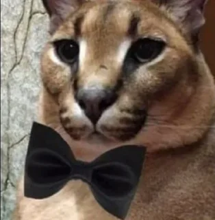 😼 Big Boss Шлёпа @stickers_teleg_telegramstickeri, стикер Telegram 18 из 119