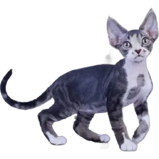 🌟 Котик-йодик, стікер Telegram 6 з 42