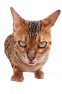 😠 Леона, Telegram sticker 19 of 27
