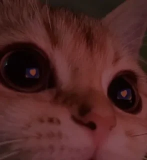 Джаст фор май Шугар💞