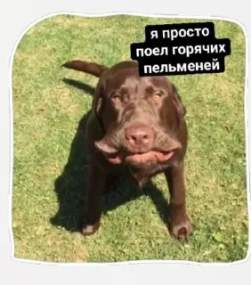 🤓 Сабяки😩💞 (by @tayaays), Telegram sticker 9 of 18