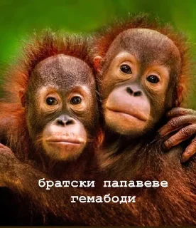 😎 пепапеве гемабоди, стікер Telegram 9 з 18