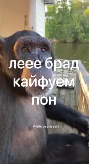 🥂 monke, стікер Telegram 20 з 32