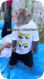 🧻 monke, стікер Telegram 5 з 32
