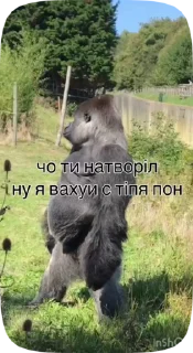 monke