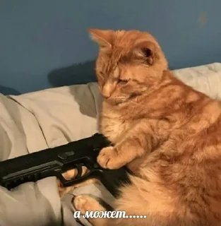 🔫 Коты на каждый день 😼, sticker Telegram 22 sur 107