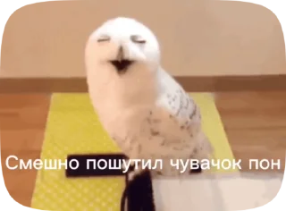 Owls cool pon by @mr_wise_owl