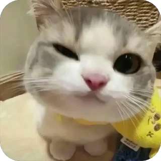 😉 @Killu000777 :; Omgcatzzl, Telegram sticker 6 of 92