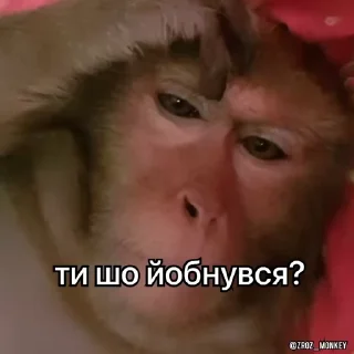 😕 Вкрав мавпу, Telegram sticker 14 of 50