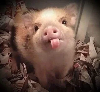 🌟 piglets 🔥, sticker Telegram 3 sur 25