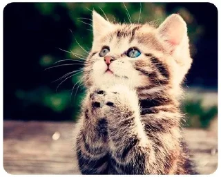 LITTLE KITTENS 2 @Cathouse_mrr