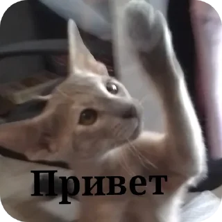 ✋ ^^Элеонора^^, Telegram sticker 24 of 120