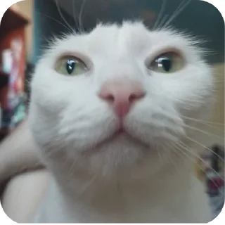 👍 Whis, стикер Telegram 11 из 20