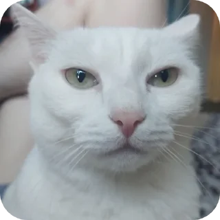 👍 Whis, стикер Telegram 13 из 20