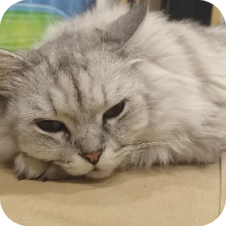 😪 Whis, стикер Telegram 6 из 20