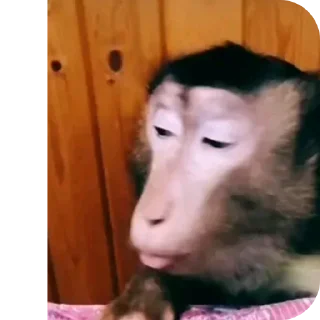 Петя😱 @MoiStikiBot