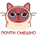 Котик Веня от @TgSticker