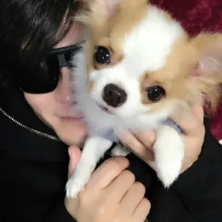 🐶 Toshi, Telegram sticker 16 of 85
