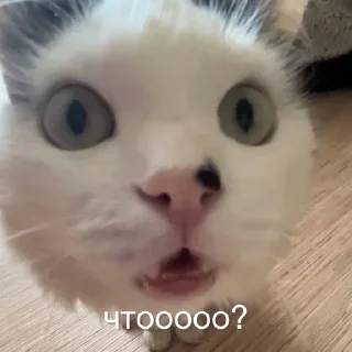 😐 кискис, стикер Telegram 10 из 17