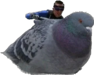 😎 pigeons for ania, стікер Telegram 5 з 20