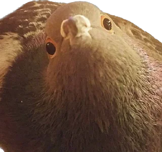 🥺 pigeons for ania, стікер Telegram 11 з 20