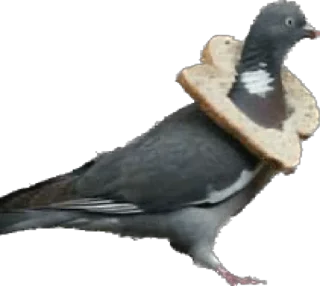 🍞 pigeons for ania, стікер Telegram 8 з 20