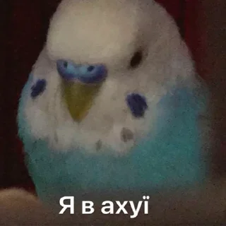 🤯 Козацька ватага #1, Telegram sticker 13 of 120