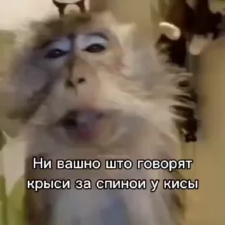 🌟 Bibizans, стікер Telegram 20 з 85