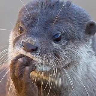 otters