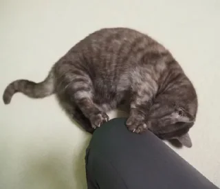 😡 Котецу @UgoleshekGoma, Telegram sticker 13 of 15