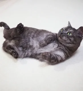 😶 Котецу @UgoleshekGoma, Telegram sticker 10 of 15