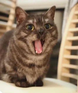 😛 Котецу @UgoleshekGoma, Telegram sticker 2 of 15