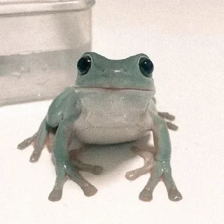 🐸✨Домик жабок ✨🐸 , вСтУпАйТе К нАм