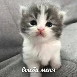 😁 сукисуки @gavkk, стікер Telegram 13 з 14