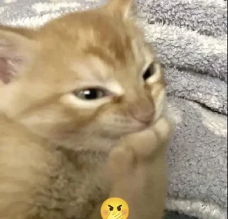 🙊 MeMÎKaT, sticker Telegram 7 sur 77