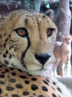 🌟 Cheetos @yebjiwara, стикер Telegram 23 из 120