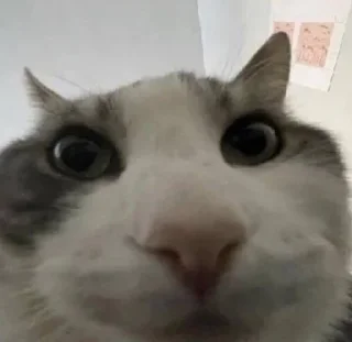 🤔 cats, стикер Telegram 8 из 27