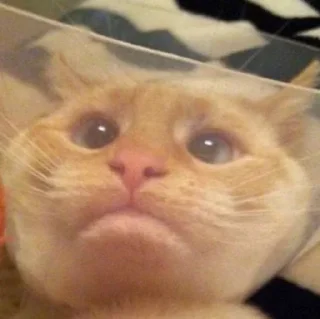 🙁 cats, стикер Telegram 15 из 27