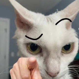 🤨 cats, стикер Telegram 24 из 27