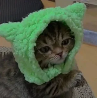 🥺 cats, стикер Telegram 18 из 27