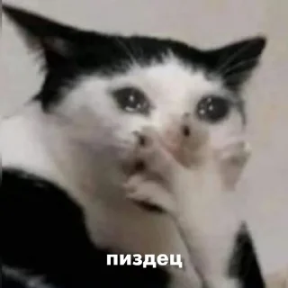 😖 МЕЕЕЕЕЕЕЕЕЕЕЕЕЕЕЕЕЕЕЕААААААУУУ, стикер Telegram 10 из 109