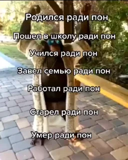 👌 Обезьянки @Grisa16vo, sticker Telegram 22 sur 25