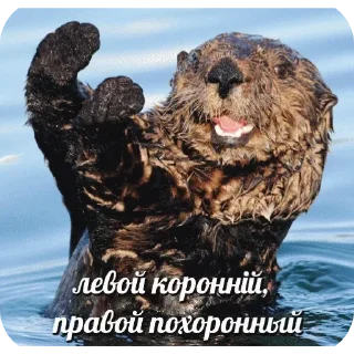 🥰 Святые выдры, sticker Telegram 9 sur 81