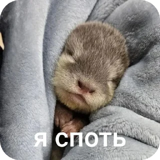 😴 Святые выдры, sticker Telegram 23 sur 81
